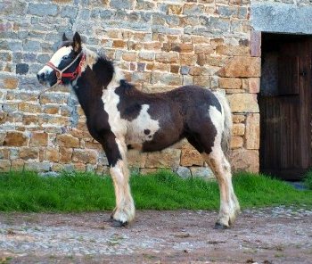 Kimico Hot-to-Trot
